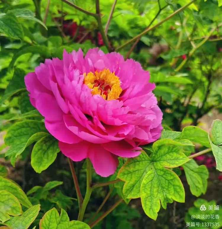 咏牡丹